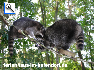 Waschb&auml;r