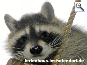 Waschb&auml;r