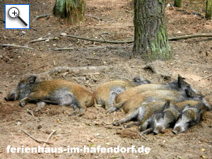 Wildschwein