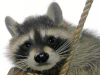 waschb&auml;r